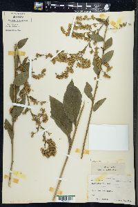 Solidago patula image