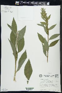 Solidago patula image