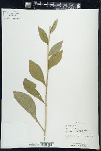 Solidago patula image