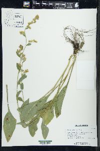 Solidago patula image