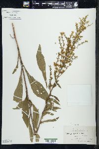 Solidago patula image