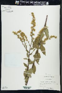 Solidago patula image