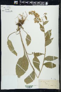 Solidago patula image