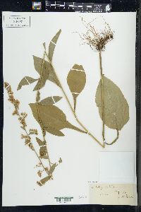 Solidago patula image