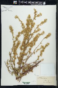 Solidago patula image