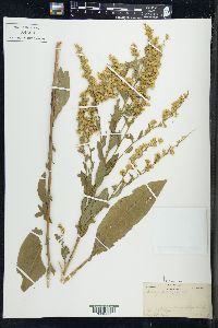 Solidago patula image