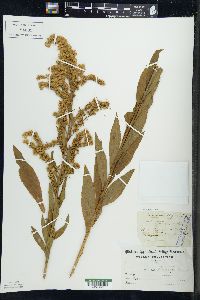 Solidago patula image