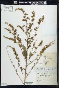 Solidago patula image