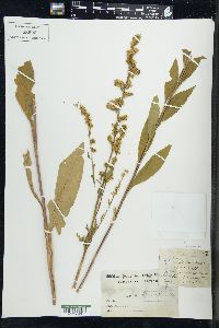 Solidago patula image