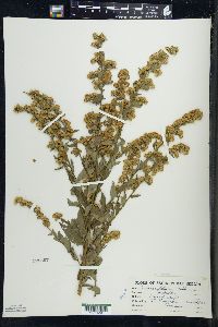 Solidago patula image