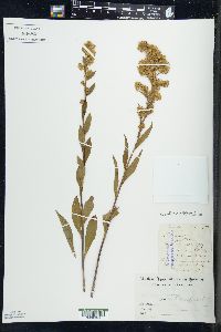 Solidago patula image