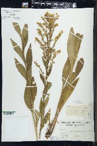 Solidago patula image