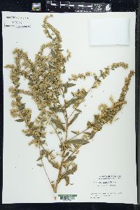 Solidago petiolaris image