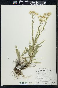 Solidago ptarmicoides image