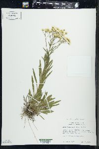 Solidago ptarmicoides image