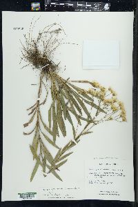 Solidago ptarmicoides image