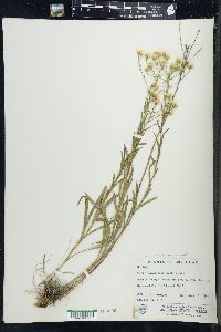 Solidago ptarmicoides image