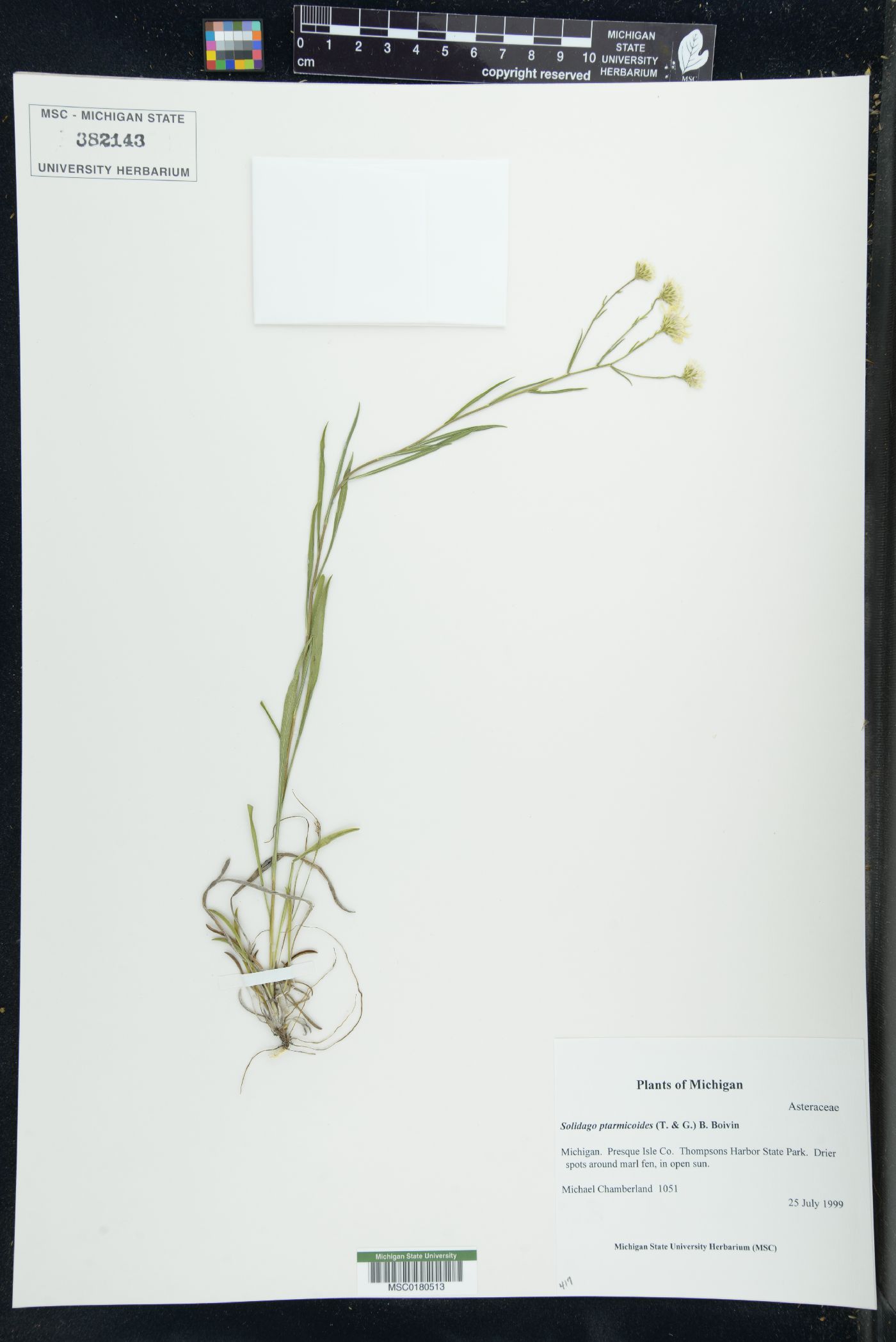 Solidago ptarmicoides image