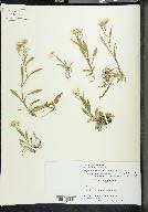 Solidago ptarmicoides image