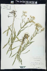 Solidago ptarmicoides image