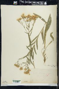 Solidago ptarmicoides image