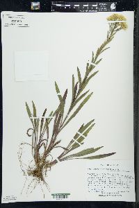 Solidago ptarmicoides image