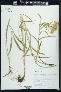 Solidago riddellii image