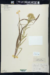 Solidago riddellii image