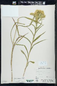 Solidago riddellii image