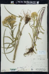 Solidago riddellii image