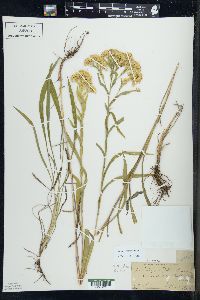 Solidago riddellii image