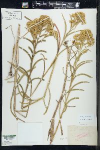 Solidago riddellii image