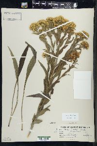 Solidago riddellii image