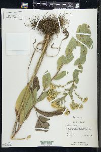 Solidago rigida image