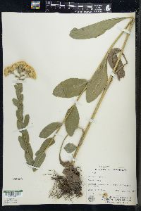 Solidago rigida image