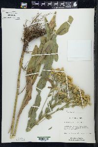 Solidago rigida image