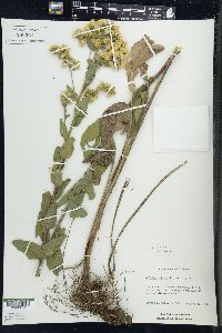 Solidago rigida image