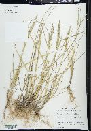 Poa arida image