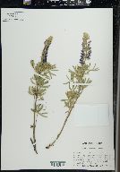 Lupinus sericeus image