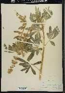 Lupinus procerus image