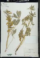 Lupinus prunophilus image