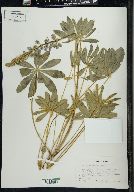 Lupinus prunophilus image