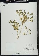 Lupinus pusillus image