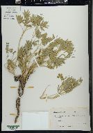 Lupinus obtusilobus image
