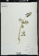 Lupinus palmeri image