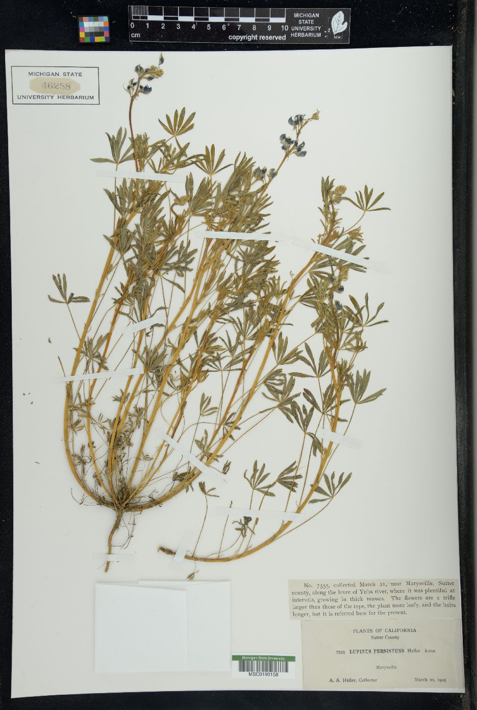 Lupinus persistens image