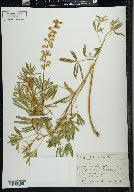 Lupinus parviflorus image