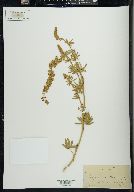 Lupinus meionanthus image