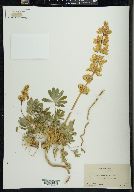 Lupinus menziesii image