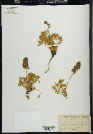 Lupinus minimus image